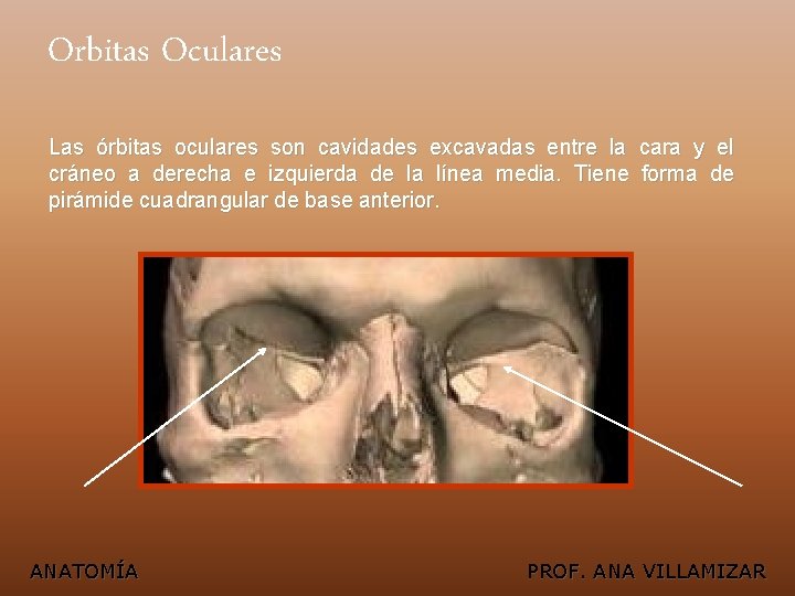 Orbitas Oculares Las órbitas oculares son cavidades excavadas entre la cráneo a derecha e