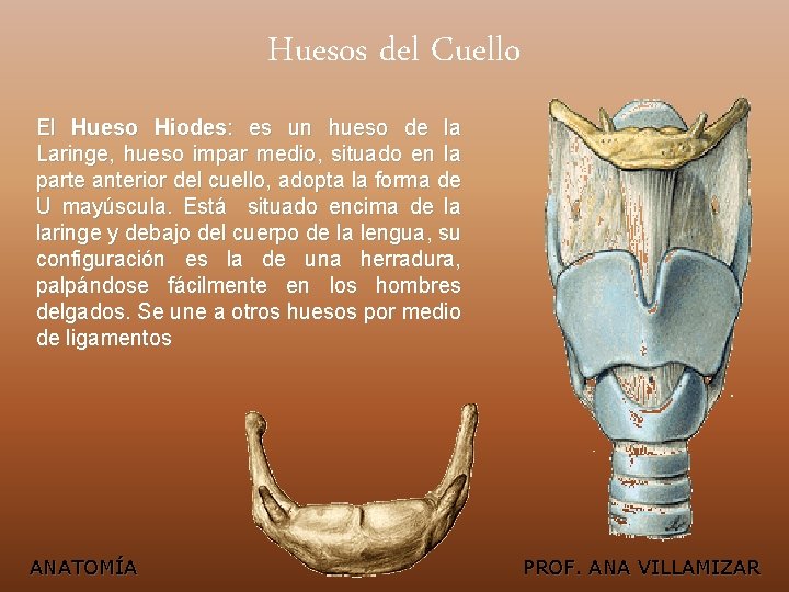 Huesos del Cuello El Hueso Hiodes: es un hueso de la Laringe, hueso impar