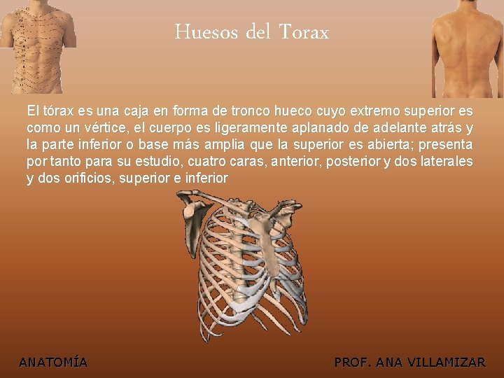 Huesos del Torax El tórax es una caja en forma de tronco hueco cuyo