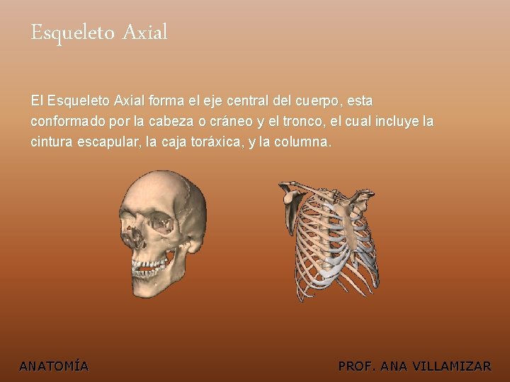 Esqueleto Axial El Esqueleto Axial forma el eje central del cuerpo, esta conformado por