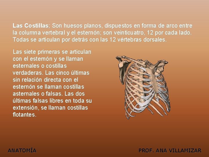 Las Costillas; Son huesos planos, dispuestos en forma de arco entre la columna vertebral