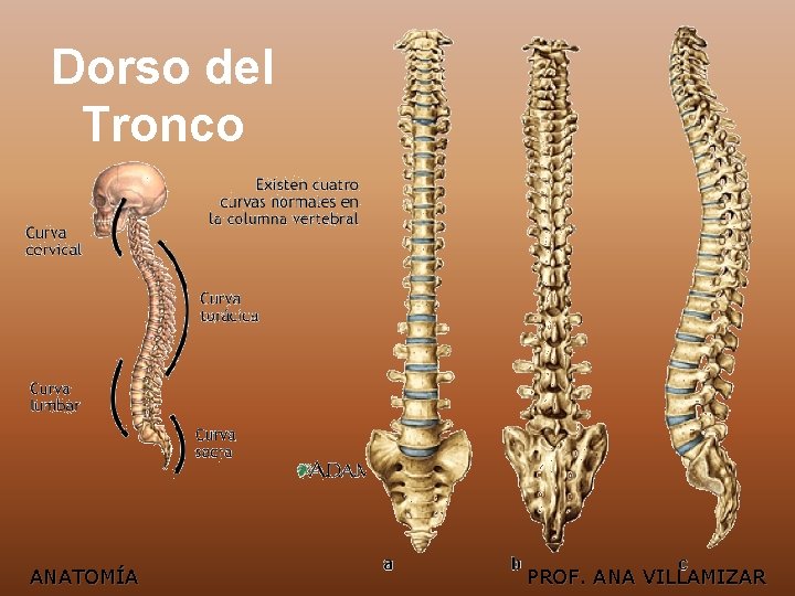 Dorso del Tronco ANATOMÍA PROF. ANA VILLAMIZAR 