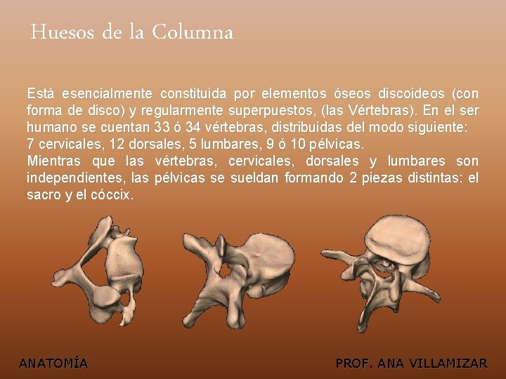 Huesos de la Columna Está esencialmente constituida por elementos óseos discoideos (con forma de