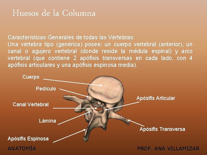 Huesos de la Columna Características Generales de todas las Vértebras: Una vértebra tipo (genérica)