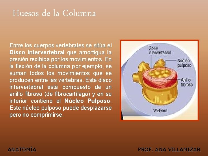 Huesos de la Columna Entre los cuerpos vertebrales se sitúa el Disco Intervertebral que