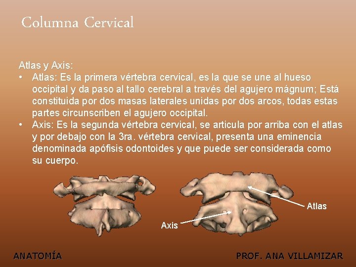 Columna Cervical Atlas y Axis: • Atlas: Es la primera vértebra cervical, es la