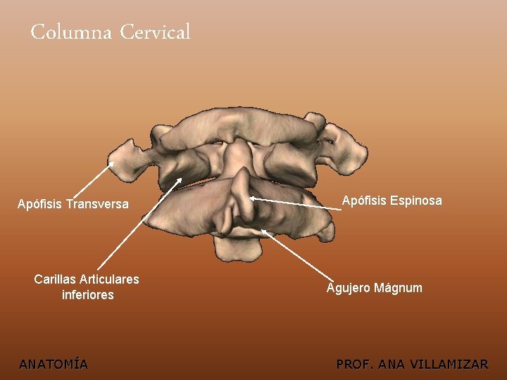 Columna Cervical Apófisis Transversa Carillas Articulares inferiores ANATOMÍA Apófisis Espinosa Agujero Mágnum PROF. ANA