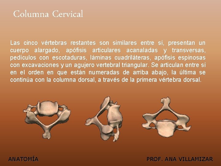 Columna Cervical Las cinco vértebras restantes son similares entre sí, presentan un cuerpo alargado,