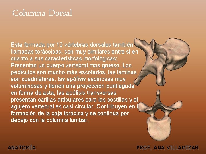 Columna Dorsal Esta formada por 12 vértebras dorsales también llamadas toráccicas, son muy similares