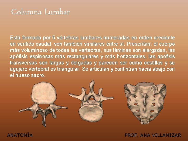 Columna Lumbar Está formada por 5 vértebras lumbares numeradas en orden creciente en sentido