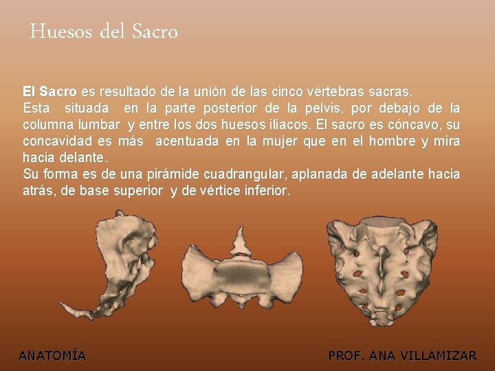 Huesos del Sacro El Sacro es resultado de la unión de las cinco vértebras