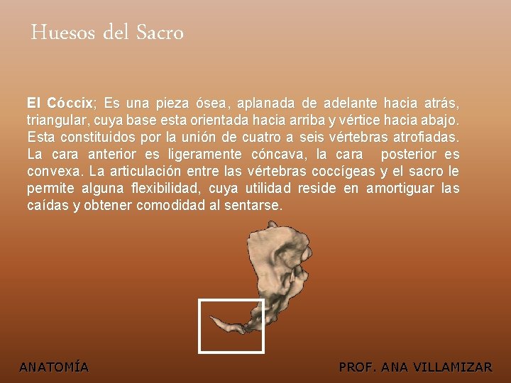 Huesos del Sacro El Cóccix; Es una pieza ósea, aplanada de adelante hacia atrás,