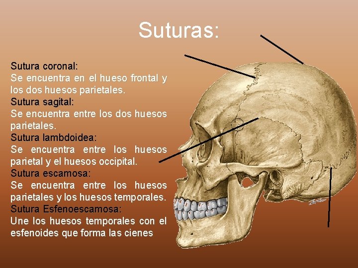 Suturas: Sutura coronal: Se encuentra en el hueso frontal y los dos huesos parietales.