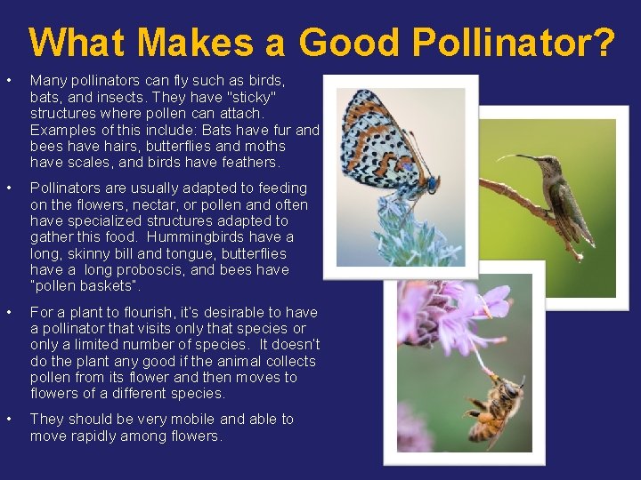 What Makes a Good Pollinator? • Many pollinators can fly such as birds, bats,