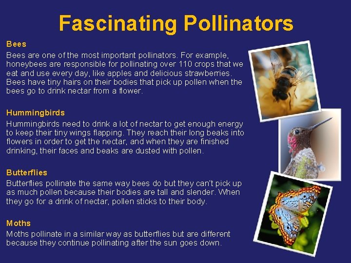 Fascinating Pollinators Bees are one of the most important pollinators. For example, honeybees are