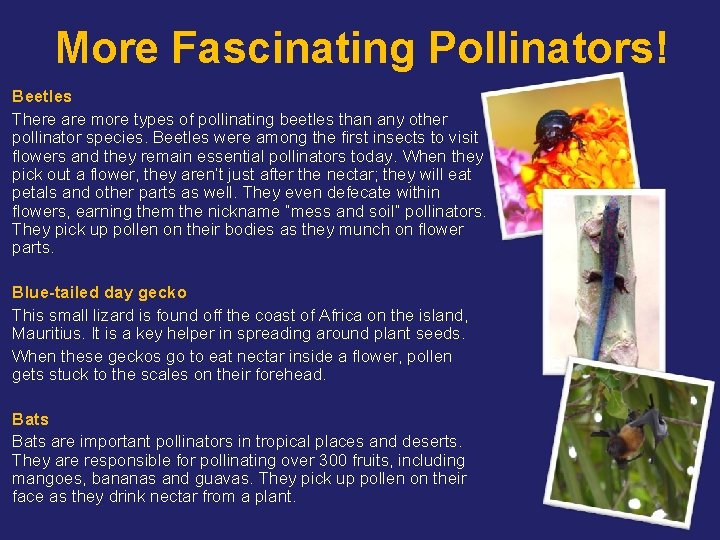 More Fascinating Pollinators! Beetles There are more types of pollinating beetles than any other