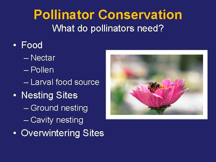Pollinator Conservation What do pollinators need? • Food – Nectar – Pollen – Larval