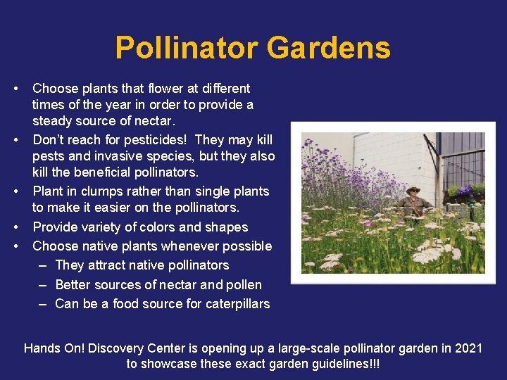 Pollinator Gardens • • • Choose plants that flower at different times of the