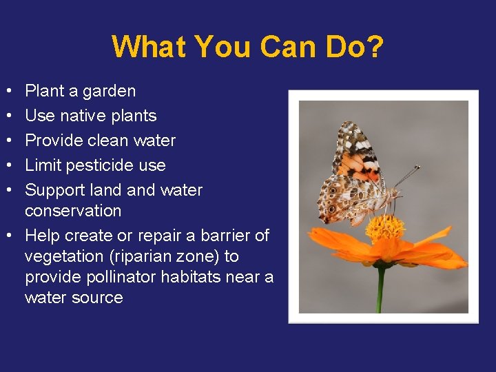 What You Can Do? • • • Plant a garden Use native plants Provide