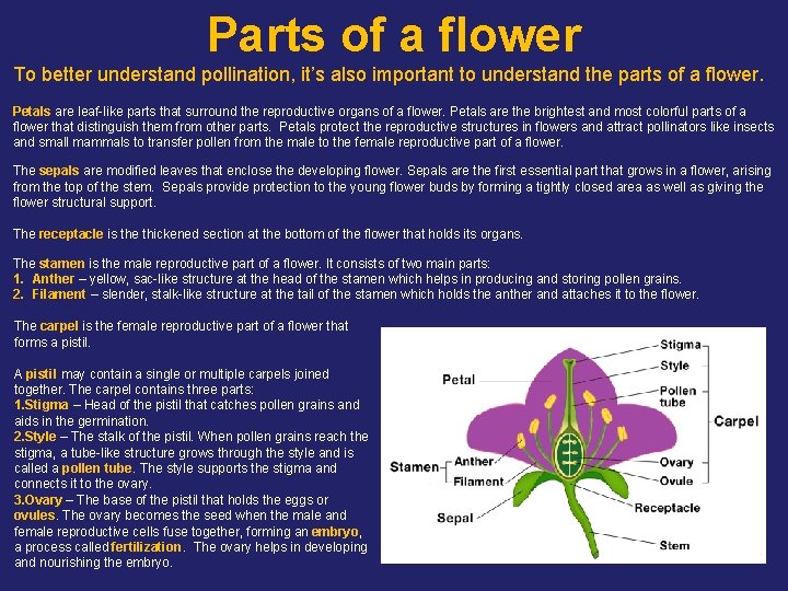 Parts of a flower To better understand pollination, it’s also important to understand the