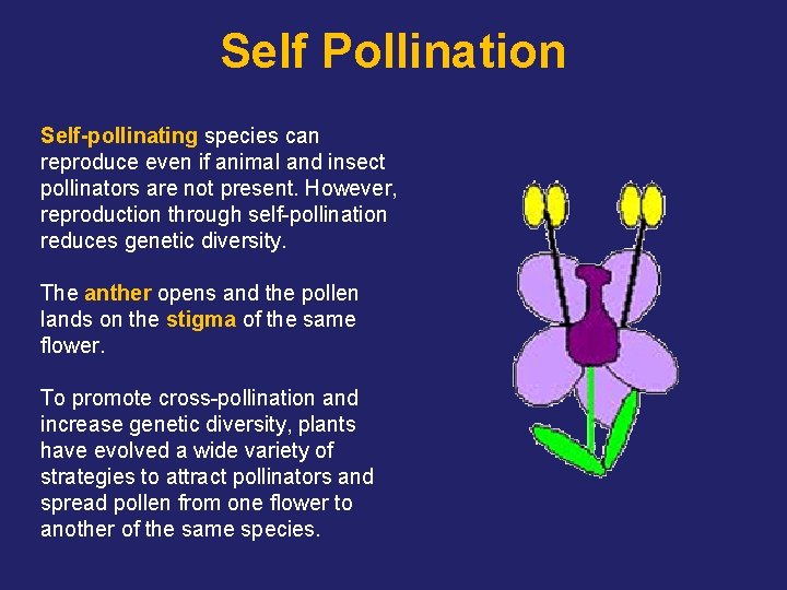 Self Pollination Self-pollinating species can reproduce even if animal and insect pollinators are not
