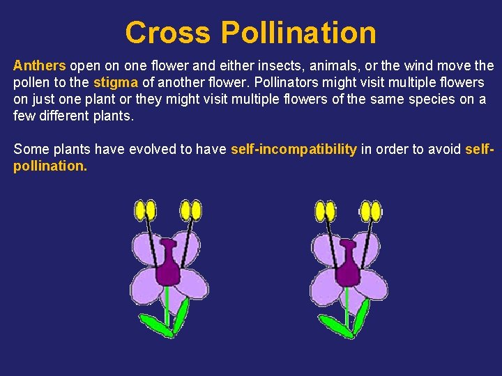 Cross Pollination Anthers open on one flower and either insects, animals, or the wind
