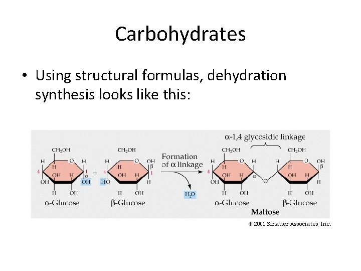 Carbohydrates • Using structural formulas, dehydration synthesis looks like this: 