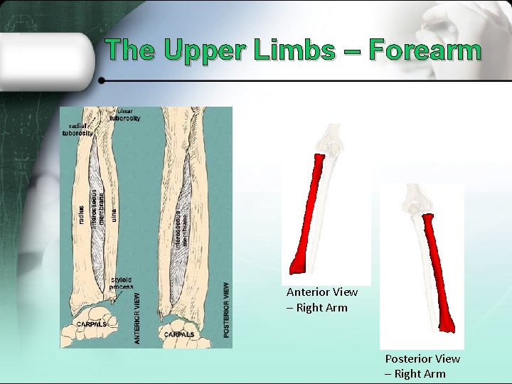 The Upper Limbs – Forearm Anterior View – Right Arm Posterior View – Right
