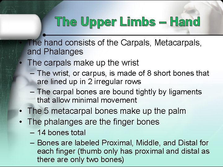 The Upper Limbs – Hand • The hand consists of the Carpals, Metacarpals, and