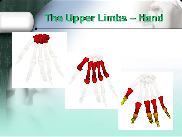 The Upper Limbs – Hand 