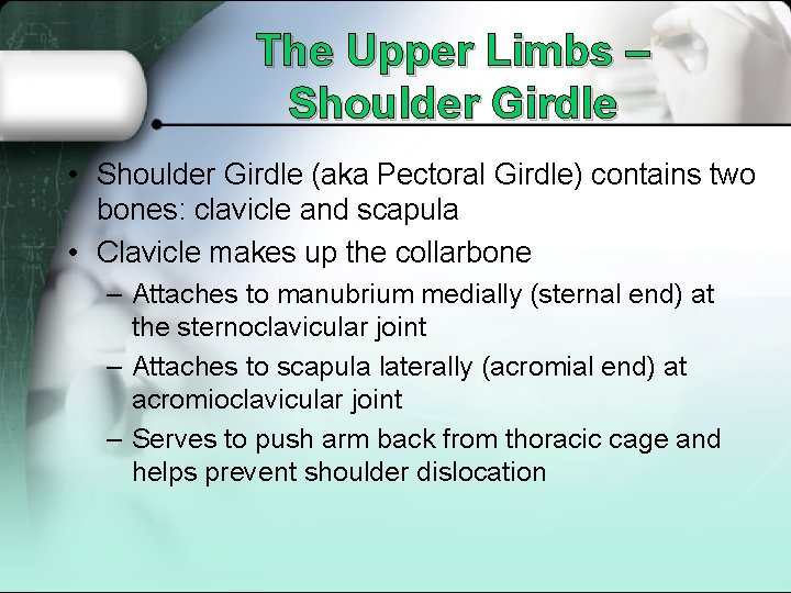 The Upper Limbs – Shoulder Girdle • Shoulder Girdle (aka Pectoral Girdle) contains two