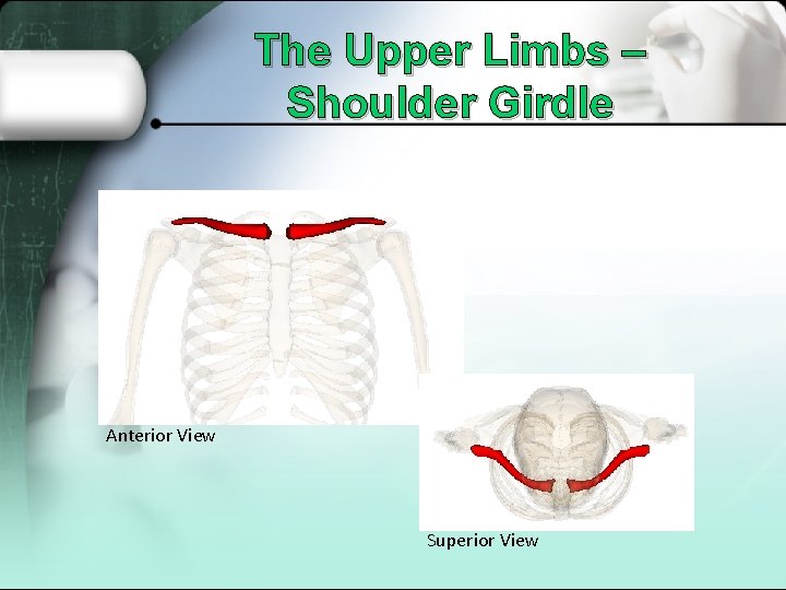 The Upper Limbs – Shoulder Girdle Anterior View Superior View 