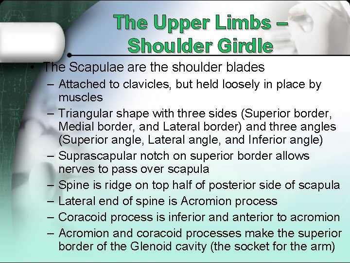 The Upper Limbs – Shoulder Girdle • The Scapulae are the shoulder blades –