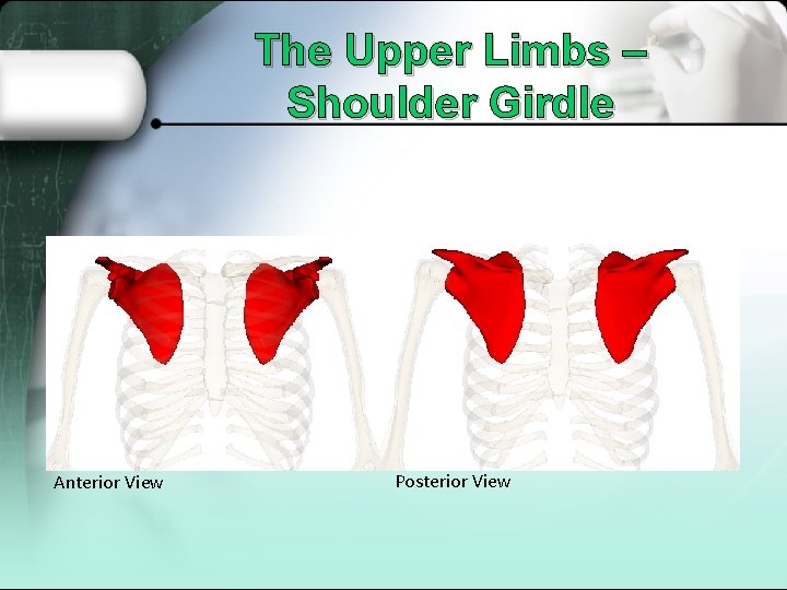 The Upper Limbs – Shoulder Girdle Anterior View Posterior View 