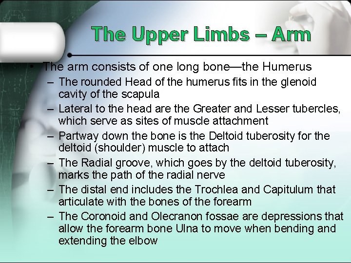 The Upper Limbs – Arm • The arm consists of one long bone—the Humerus