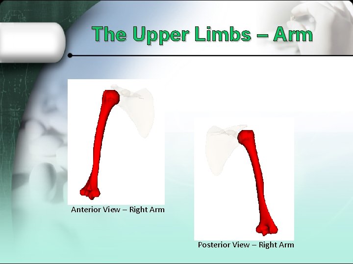 The Upper Limbs – Arm Anterior View – Right Arm Posterior View – Right