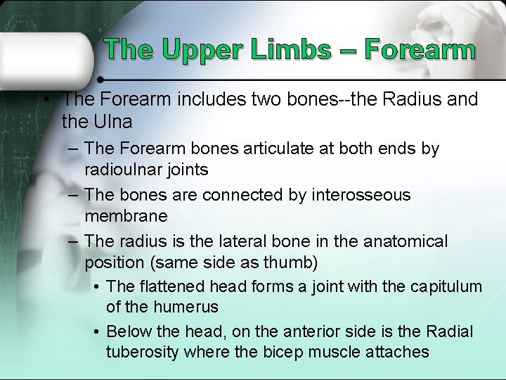 The Upper Limbs – Forearm • The Forearm includes two bones--the Radius and the