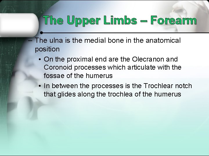 The Upper Limbs – Forearm – The ulna is the medial bone in the