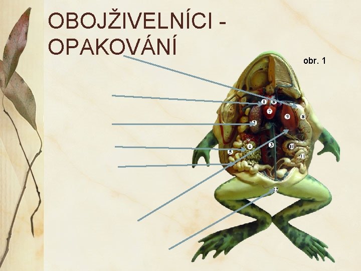 OBOJŽIVELNÍCI OPAKOVÁNÍ obr. 1 