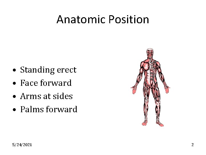 Anatomic Position • • Standing erect Face forward Arms at sides Palms forward 5/24/2021