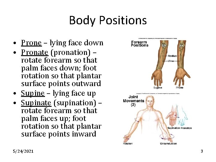 Body Positions • Prone – lying face down • Pronate (pronation) – rotate forearm