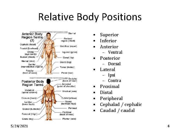 Relative Body Positions • Superior • Inferior • Anterior – Ventral • Posterior –