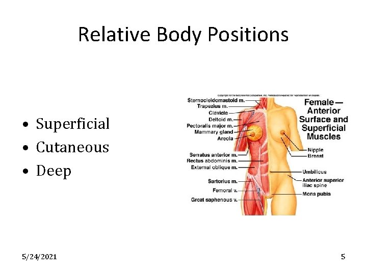 Relative Body Positions • Superficial • Cutaneous • Deep 5/24/2021 5 