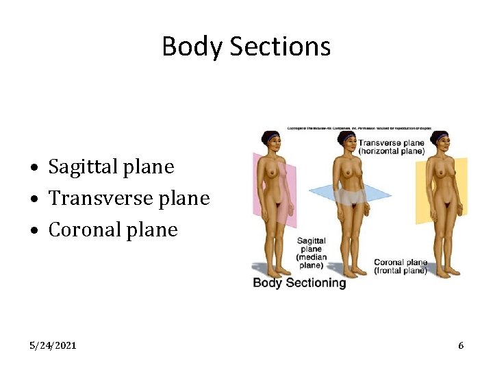 Body Sections • Sagittal plane • Transverse plane • Coronal plane 5/24/2021 6 