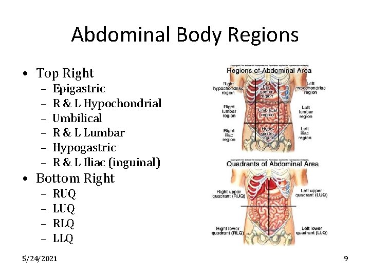 Abdominal Body Regions • Top Right – – – Epigastric R & L Hypochondrial
