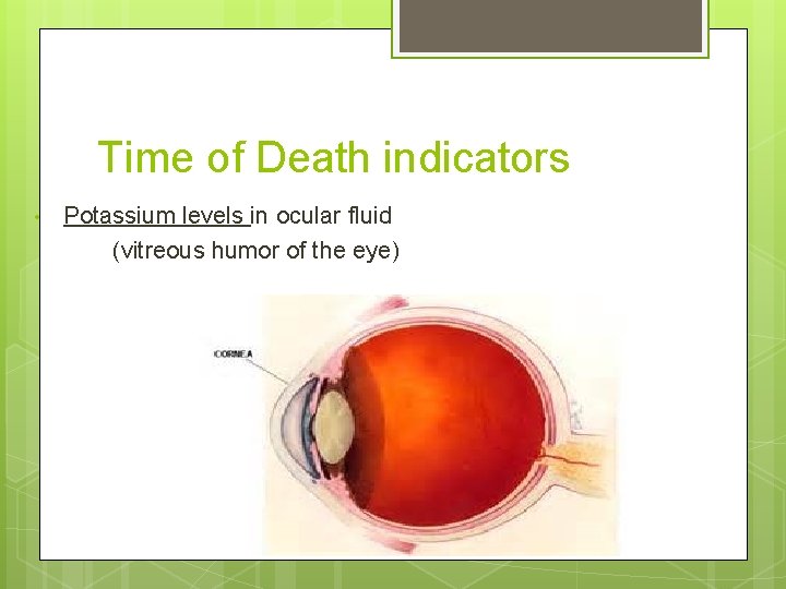 Time of Death indicators • Potassium levels in ocular fluid (vitreous humor of the