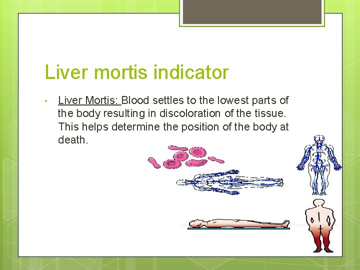 Liver mortis indicator • Liver Mortis: Blood settles to the lowest parts of the