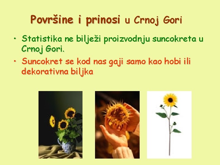 Površine i prinosi u Crnoj Gori • Statistika ne bilježi proizvodnju suncokreta u Crnoj