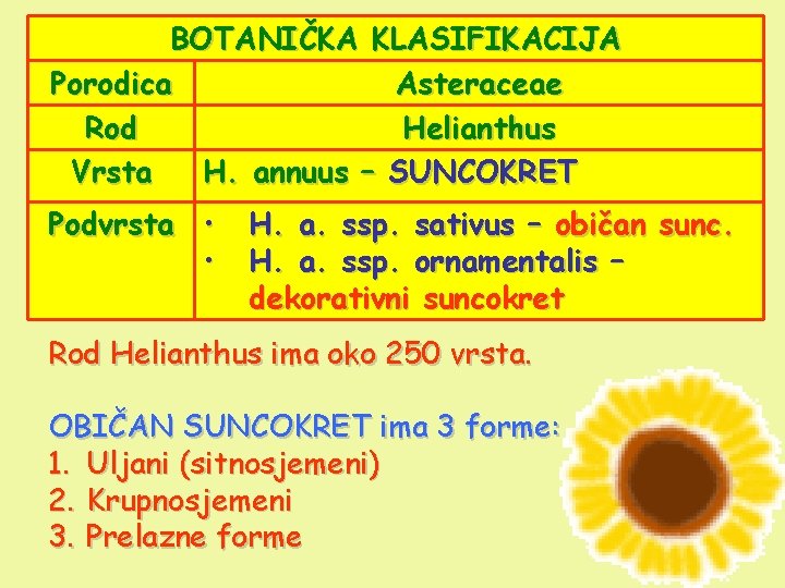 BOTANIČKA KLASIFIKACIJA Porodica Asteraceae Rod Helianthus Vrsta H. annuus – SUNCOKRET Podvrsta • •