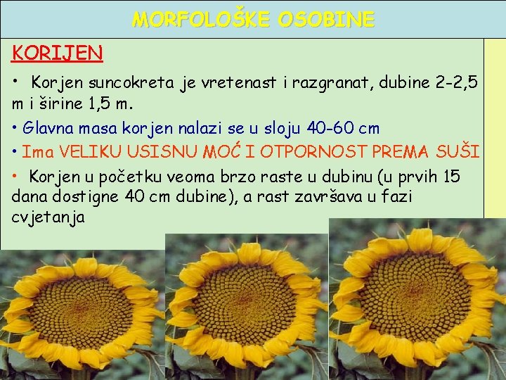 MORFOLOŠKE OSOBINE KORIJEN • Korjen suncokreta je vretenast i razgranat, dubine 2 -2, 5